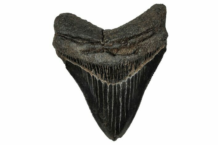 Fossil Megalodon Tooth - South Carolina #356854